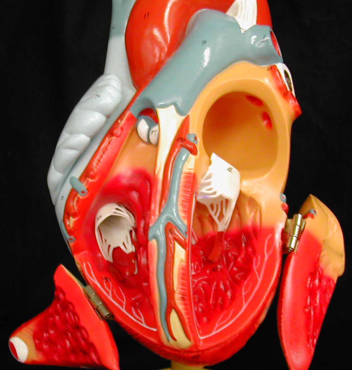 heart model open